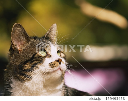空を見上げる野良猫の顔 空を見上げる野良猫の顔 139493438