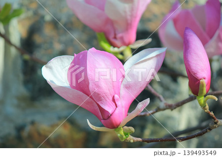 Blooming pink saucer magnolia flowers on branches against a rustic stone wall background in sunlight 139493549
