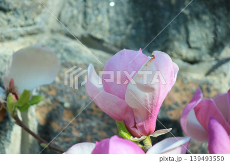 Blooming pink saucer magnolia flowers on branches against a rustic stone wall background in sunlight 139493550