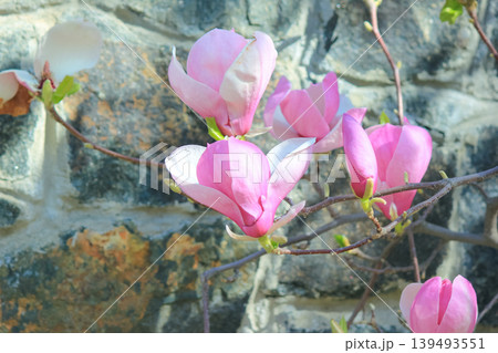 Blooming pink saucer magnolia flowers on branches against a rustic stone wall background in sunlight 139493551
