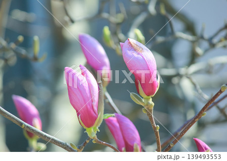 Fuzzy magnolia buds on a branch with soft backlight and green bokeh background in a spring garden 139493553