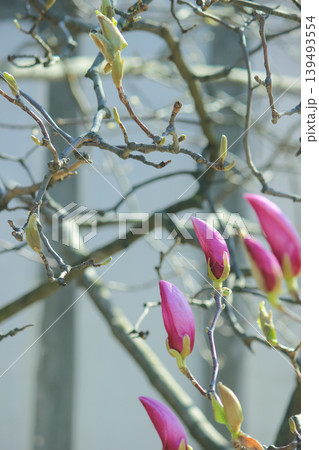 Fuzzy magnolia buds on a branch with soft backlight and green bokeh background in a spring garden 139493554