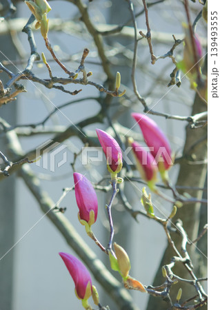 Fuzzy magnolia buds on a branch with soft backlight and green bokeh background in a spring garden 139493555