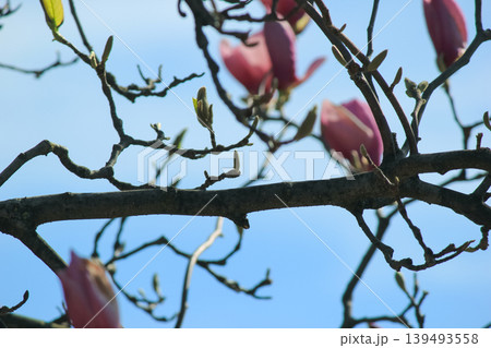 Pink saucer magnolia buds on tree branches against a clear blue spring sky in bright sunlight blooming 139493558