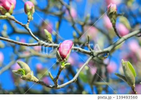 Pink saucer magnolia buds on tree branches against a clear blue spring sky in bright sunlight blooming 139493560