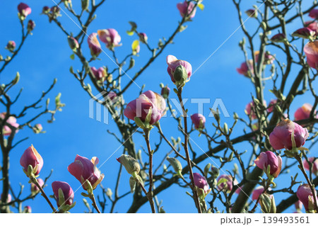 Pink saucer magnolia buds on tree branches against a clear blue spring sky in bright sunlight blooming Pink saucer magnolia buds on tree branches against a clear blue spring sky in bright sunlight blooming 139493561
