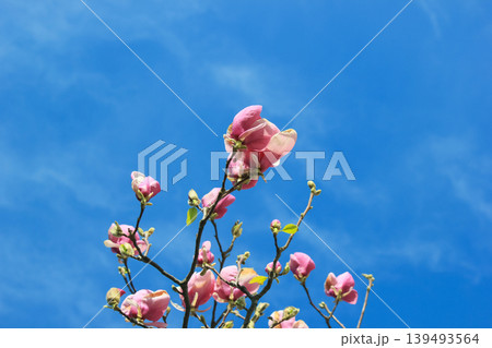Pink saucer magnolia buds on tree branches against a clear blue spring sky in bright sunlight blooming 139493564