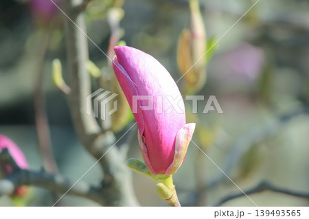 Single pink saucer magnolia bud opening on branch against soft blue bokeh background in spring light 139493565