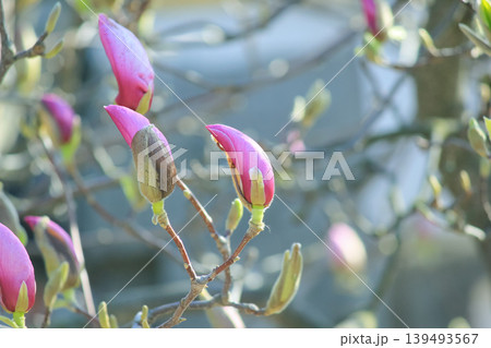 Single pink saucer magnolia bud opening on branch against soft blue bokeh background in spring light 139493567