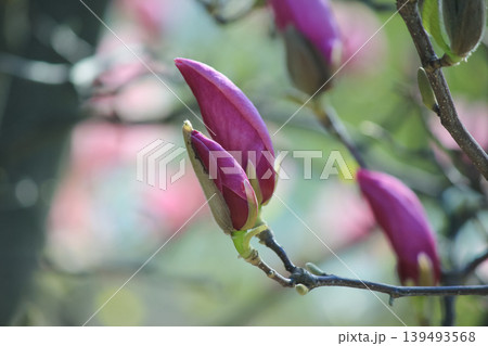 Single pink saucer magnolia bud opening on branch against soft blue bokeh background in spring light 139493568