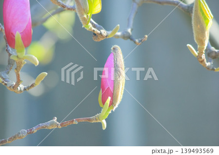 Single pink saucer magnolia bud opening on branch against soft blue bokeh background in spring light 139493569
