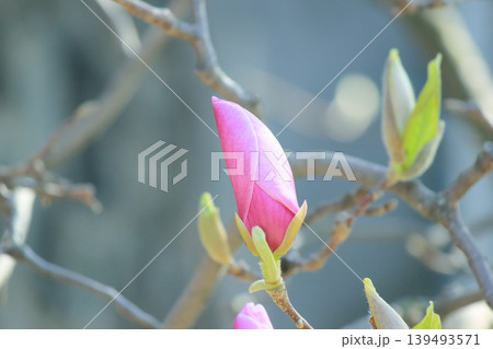 Single pink saucer magnolia bud opening on branch against soft blue bokeh background in spring light 139493571