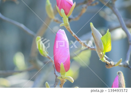 Single pink saucer magnolia bud opening on branch against soft blue bokeh background in spring light 139493572