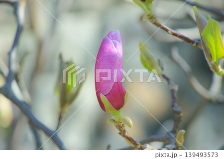 Single pink saucer magnolia bud opening on branch against soft blue bokeh background in spring light 139493573