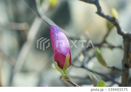 Single pink saucer magnolia bud opening on branch against soft blue bokeh background in spring light 139493575