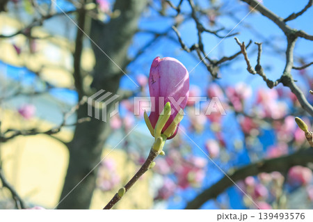 Single pink saucer magnolia bud opening on branch against soft blue bokeh background in spring light 139493576