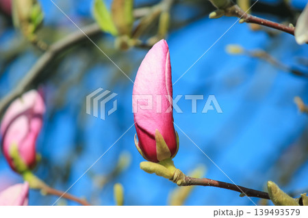 Single pink saucer magnolia bud opening on branch against soft blue bokeh background in spring light 139493579