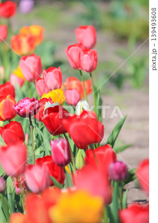 Vibrant field of blooming tulips in bright sunlight creating a beautiful spring garden atmosphere Vibrant field of blooming tulips in bright sunlight creating a beautiful spring garden atmosphere 139493608