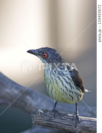 Vertical of a female Asian Glossy Starling, Aplonis panayensis Vertical of a female Asian Glossy Starling, Aplonis panayensis 139493672