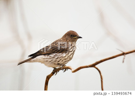 Female Emerald Starling, Lamprotornis iris, perched on branch Female Emerald Starling, Lamprotornis iris, perched on branch 139493674