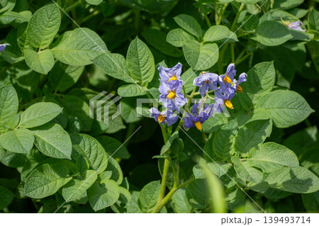 紫色の花が満開のジャガイモ畑 139493714