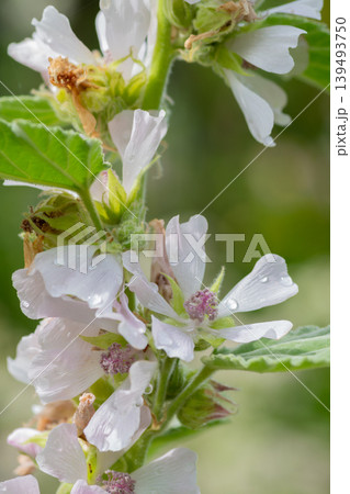 雨上がりの満開のマシュマロウの花 139493750