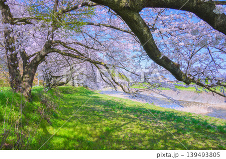【鮎川堤防の桜並木】桜の下で【須坂市】 139493805
