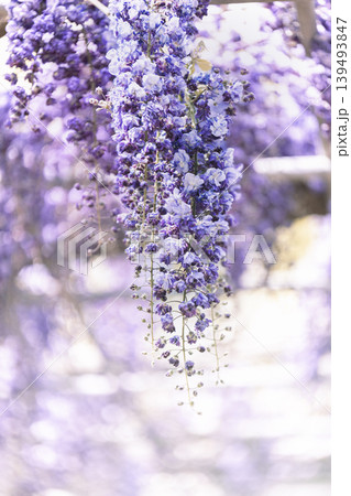 幻想的に咲く八重藤の花 房咲きの藤棚と春の風景 幻想的に咲く八重藤の花 房咲きの藤棚と春の風景 139493847