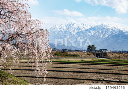桜咲く田園風景 139493966