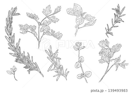 Hand drawn rosemary, basil, parsley and herb set Hand drawn rosemary, basil, parsley and herb set 139493983