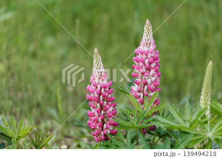 ルピナスの花 ルピナスの花 139494218