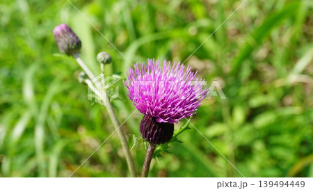 アザミの花 アザミの花 139494449