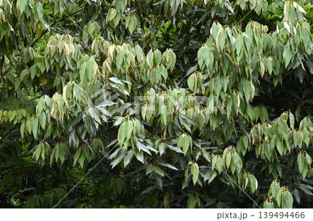 シロダモの新葉 シロダモの新葉 139494466