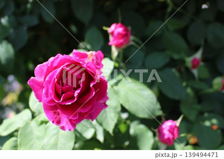 薔薇　コントラスト　ばら 139494471