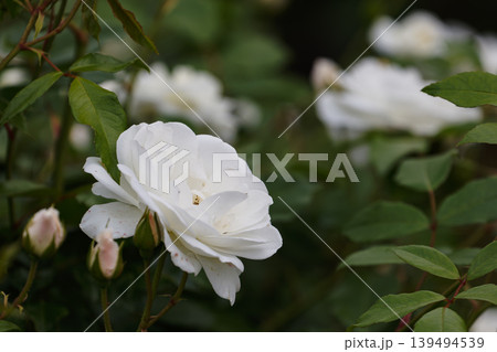 純白の薔薇 139494539