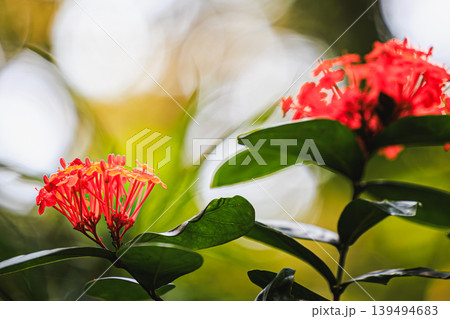 南国の彩りを感じる屋久島のサンタンカの花 南国の彩りを感じる屋久島のサンタンカの花 139494683