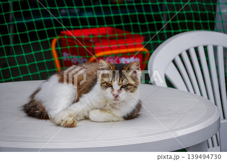 テーブルの上に寝そべる猫 テーブルの上に寝そべる猫 139494730