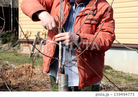 A gardener cut a cherry tree branch while holding a cutting with a new variety for grafting 139494773