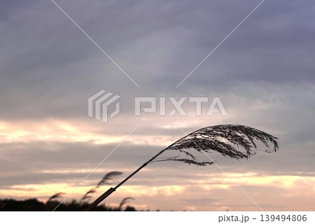 夕空に揺れるすすき 139494806