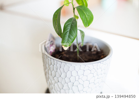 Small lemon tree seedling growing in ceramic pot Small lemon tree seedling growing in ceramic pot 139494850