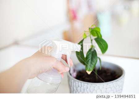 Person spraying water on houseplant caring for growth 139494851