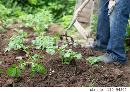 Farmer removing weeds with hoe in potato field. man is hilling potatoes. Farmer removing weeds with hoe in potato field. man is hilling potatoes. 139494865