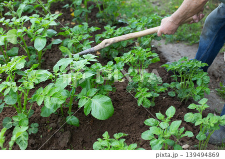 Farmer removing weeds with hoe in potato field. man is hilling potatoes. Farmer removing weeds with hoe in potato field. man is hilling potatoes. 139494869