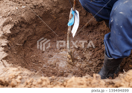man planting a fruit tree in his garden 139494899