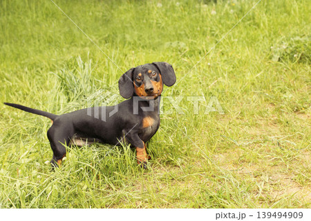 portrait of a cute dachshund dog in a field on a green grass background portrait of a cute dachshund dog in a field on a green grass background 139494909