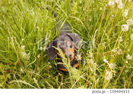 portrait of a cute dachshund dog in a field of dandelions portrait of a cute dachshund dog in a field of dandelions 139494915