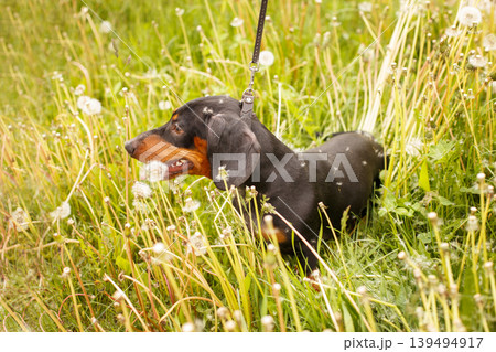 portrait of a cute dachshund dog in a field of dandelions portrait of a cute dachshund dog in a field of dandelions 139494917