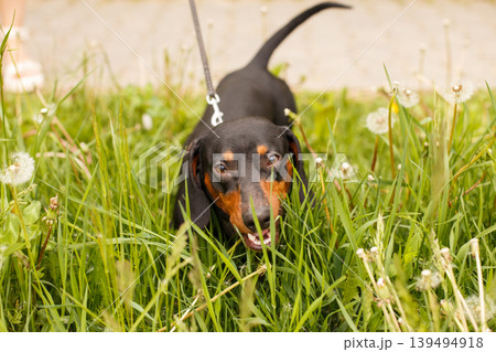 portrait of a cute dachshund dog in a field of dandelions portrait of a cute dachshund dog in a field of dandelions 139494918