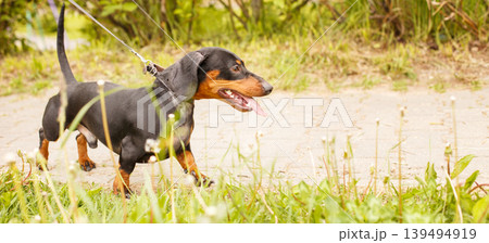portrait of a cute dachshund dog on a leash in the park. banner portrait of a cute dachshund dog on a leash in the park. banner 139494919