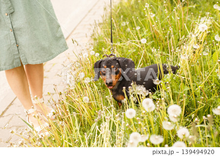 woman walks with the dog on a leash in on the park . dachshund near a woman's feet woman walks with the dog on a leash in on the park . dachshund near a woman's feet 139494920
